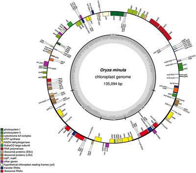 The Complete Chloroplast Genome of Wild Rice (Oryza minuta) and Its Comparison to Related Species